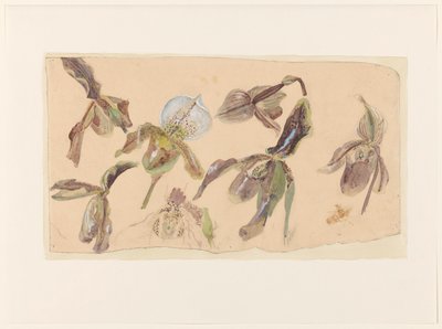 Sete estudos de orquídeas de Willem van Konijnenburg