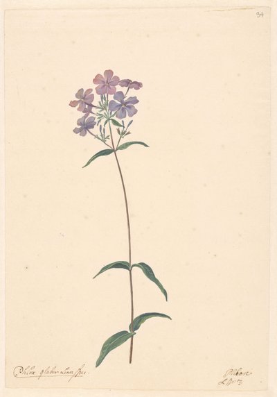 Ramo de um loxo de Willem van Leen (attributed to)