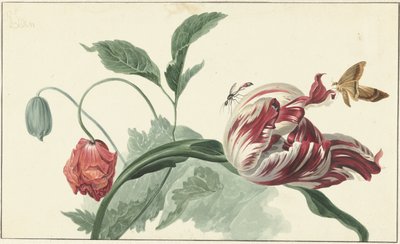 Tulipa e uma papoula de Willem van Leen (attributed to)