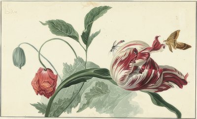 Sementes de tulipa e papoula de Willem van Leen