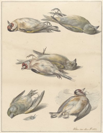 Seis pássaros mortos de Willem van Leen