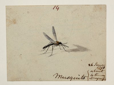 DM 961 f.14 de William Alexander