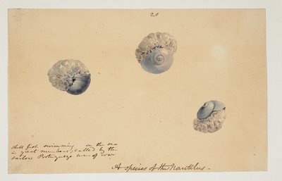 WD 961 f.20 de William Alexander