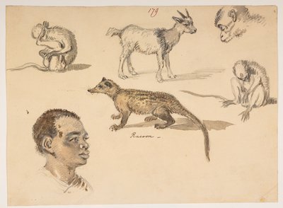 f.65 179 Cabeça de homem, guaxinim, cabra e macacos, de um Álbum de 372 desenhos de paisagens, costas, trajes e vida quotidiana feitos durante a embaixada de Lord Macartney no Imperador da China, entre 1792 e 1794 (lápis e aguarela sobre papel) de William Alexander