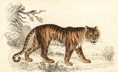 Tigre de Bengala, Panthera tigris tigris., 1834 (gravura) de William Alexander Forbes