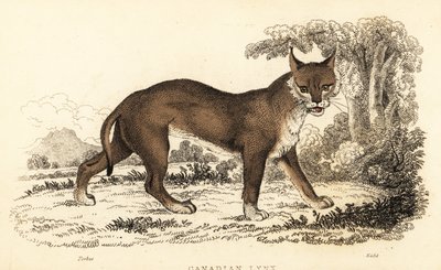 lince canadense, Lynx canadensis.,1834 (gravura) de William Alexander Forbes