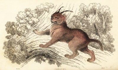 Caracal, Caracal Caracal., 1834 (gravura) de William Alexander Forbes