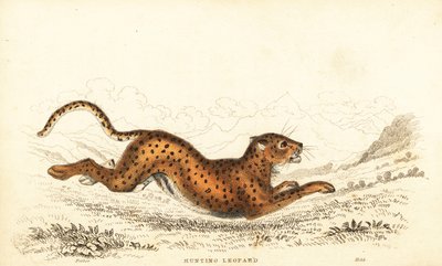 Cheetah, Acinonyx jubatus., 1834 (gravura) de William Alexander Forbes