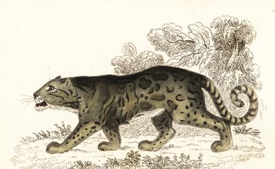 Leopardo nublado, Neofelis nebulosa., 1834 (gravura) de William Alexander Forbes
