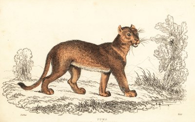Puma, Puma concolor., 1834 (gravura) de William Alexander Forbes
