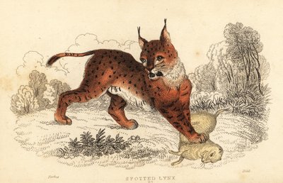 lince eurasiático, lince lince 1834 (gravura) de William Alexander Forbes