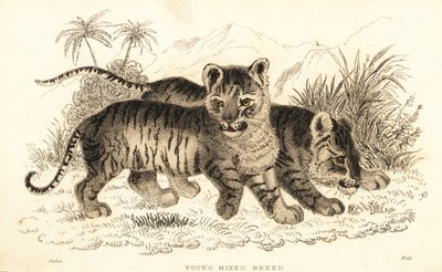Filhotes híbridos de leão e tigre. ,1834 (gravura) de William Alexander Forbes