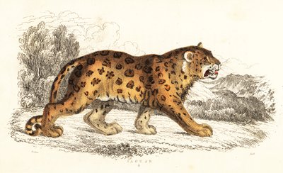 Jaguar, Panthera onca.,1834 (gravura) de William Alexander Forbes