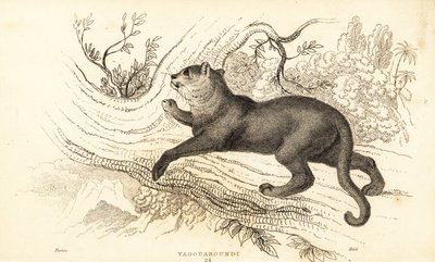 Jaguarandi, o puma respeita., 1834 (Ngaraving) de William Alexander Forbes