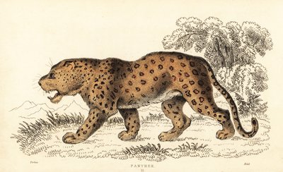 Leopardo, Panthera pardus, vulnerável.,1834 (gravura) de William Alexander Forbes