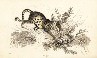 Margay, Leopardus wiedii.,1834 (gravura) de William Alexander Forbes