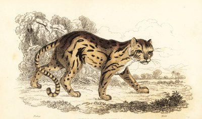 Margay, Leopard aprendeu. ,1834 (gravura) de William Alexander Forbes