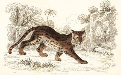 Margay, Leopardus wiedii catenata. ,1834 (gravura) de William Alexander Forbes
