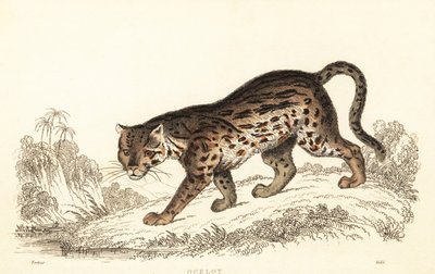 Ocelot, Leopardus pardalis.,1834 (gravura) de William Alexander Forbes