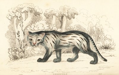 Gato dos pampas ou pantanal, Leopardus colocola. ,1834 (gravura) de William Alexander Forbes