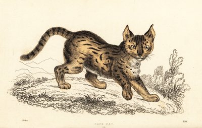 Serval, Leptailurus serval., 1834 (gravura) de William Alexander Forbes