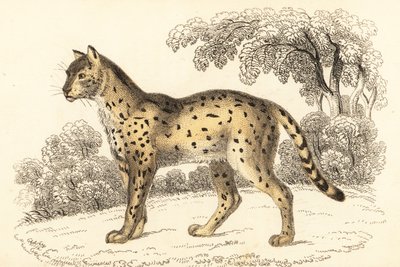 Serval, Leptailurus serval., 1834 (gravura) de William Alexander Forbes