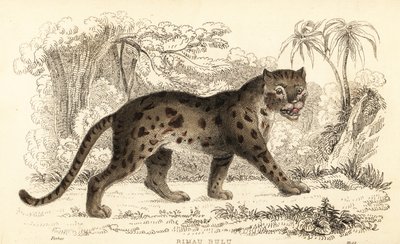 Gato leopardo sunda, Prionailurus bengalensis subsp. sumatrano. ,1834 (gravura) de William Alexander Forbes