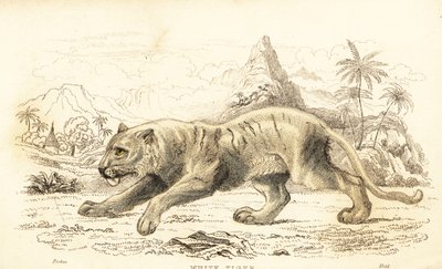 Tigre branco, Panthera tigris tigris. Ameaçadas de extinção. ,1834 (gravura) de William Alexander Forbes