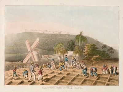 Plantação da cana-de-açúcar, c.1820 (gravura colorida) de William Clark