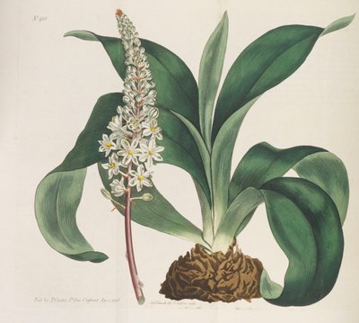Revista Botânica, 1787-1833. de William Curtis