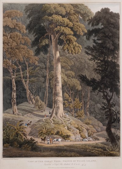 Vista da Grande Árvore, Ilha do Príncipe de Gales de William Daniell