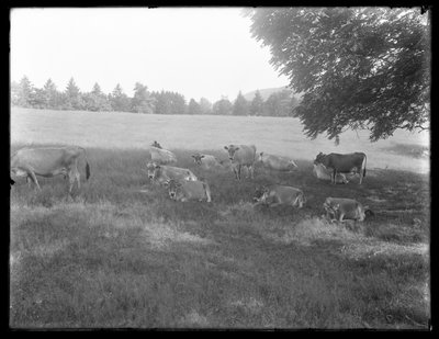 Vacas, descansar, sob, um, árvore, provavelmente, a, McCready, fazenda, Crawford, município, pensilvânia, c.1913 de William Davis Hassler