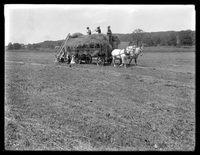 Trabalhadores agrícolas, carregando, feno, ligado, para, horse-drawn, feno, vagão, McCready, fazenda, Crawford, município, pensilvânia, c.1913 de William Davis Hassler