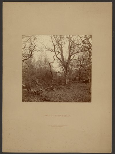 Floresta de Fontainebleau de William Drooke Harrison