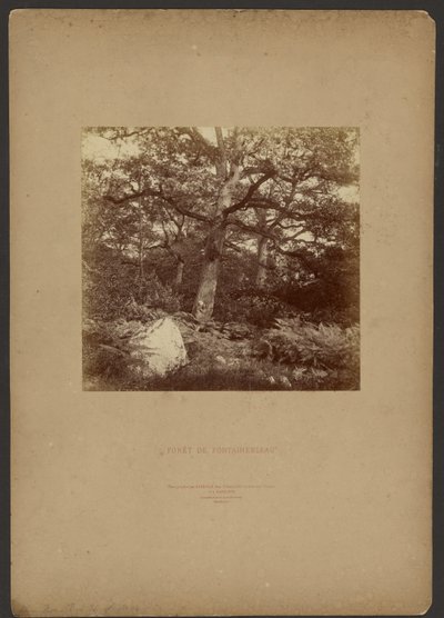 Floresta de Fontainebleau de William Drooke Harrison