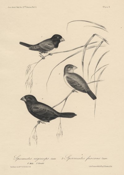 Espermatozóides de Nigriceps (machos e fêmeas) e Espermatozóides Fuscans, litho por JT Bowen, 1850 de William E. Hitchcock