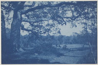 Carvalho Grande na Borda do Prado de William H. Cades