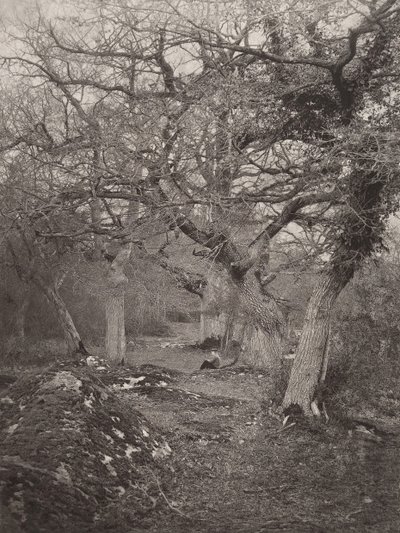 Floresta de Fontainebleau, década de 1870. de William Harrison