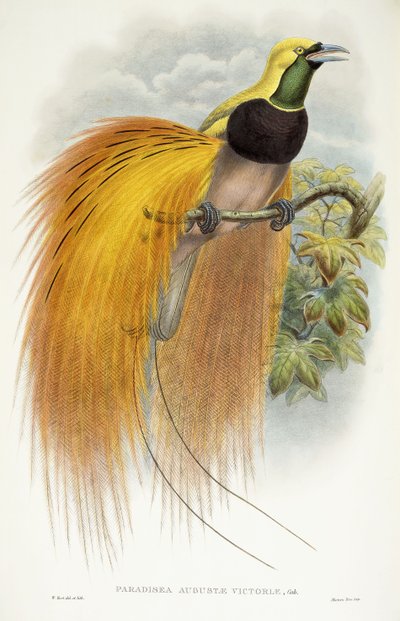 Paradisea Augusta Victoria, 1891-1898 de William Hart