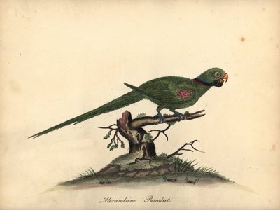 Periquito alexandrino, Psittacula eupatria. (Psittacus alexandri) Gravura em placa de cobre colorida à mão de uma ilustração de William Hayes de Retratos de pássaros raros e curiosos do zoológico de Osterly Park. de William Hayes