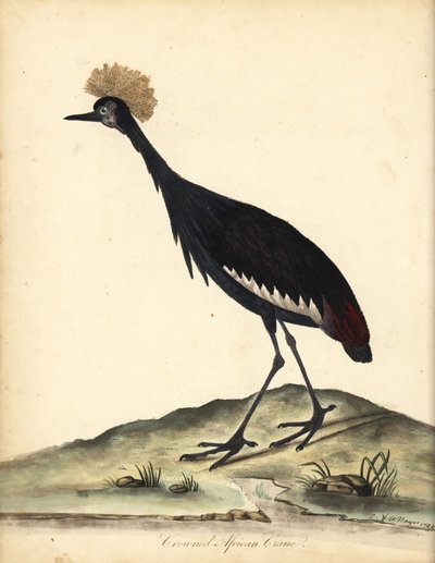 Guindaste coroado preto, Balearica pavonina. (Ardea pavonina). Vulnerável. Gravura em cobre colorida à mão de uma ilustração de William Hayes e seu filho C de Retratos de pássaros raros e curiosos do zoológico de Osterly Park (Londres: Bulmer de William Hayes