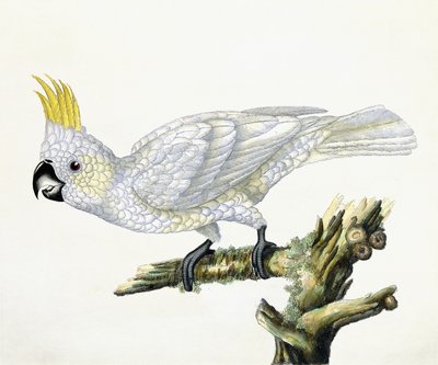 Cocatoo, 1779 de William Hayes