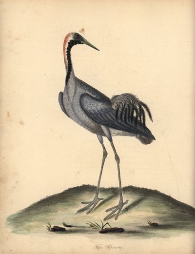 Guindaste comum, Grus grus. (Ardea grus) Gravura em placa de cobre colorida à mão de uma ilustração de William Hayes de Retratos de pássaros raros e curiosos do zoológico de Osterly Park. de William Hayes
