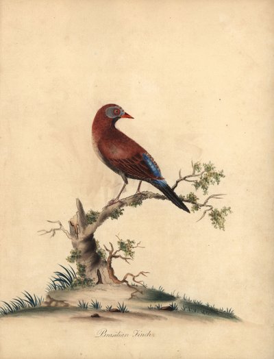 Granadeiro comum, Uraeginthus granatinus, nativo da África. (Fringilla granatina) Gravura em cobre colorida à mão de uma ilustração de William Hayes de Portraits of Rare and Curious Birds from the Menagery of Osterly Park, Londres: Bu de William Hayes