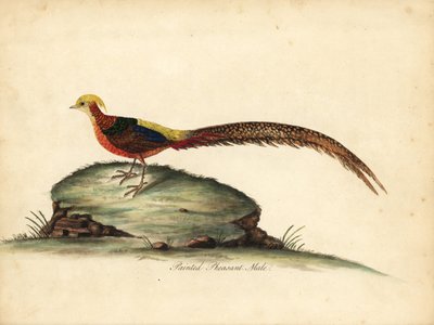 Faisão dourado ou chinês, Chrysolophus pictus, macho (faisão pintado, Phasianus pictus) Gravação manual em chapa de cobre colorida de uma ilustração de William Hayes de Portraits of Rare and Curious Birds from the Menagery of Osterly Park, Londres: Bulmer de William Hayes