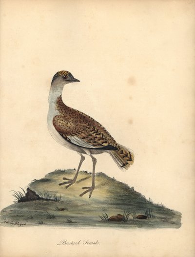 Abetarda, Otis tarda, fêmea. Vulnerável. Gravura em placa de cobre colorida à mão de uma ilustração de William e Emily Hayes de Retratos de pássaros raros e curiosos de William Hayes do zoológico de Osterly Park. de William Hayes