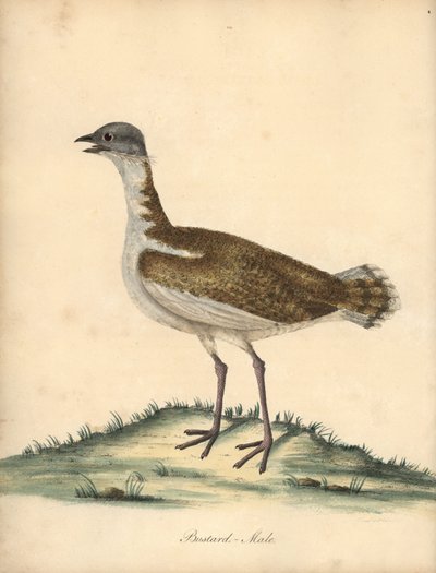 Abetarda, Otis tarda, macho. Vulnerável. Gravura em placa de cobre colorida à mão de uma ilustração de William Hayes de Retratos de pássaros raros e curiosos do zoológico de Osterly Park (Londres: Bulmer de William Hayes