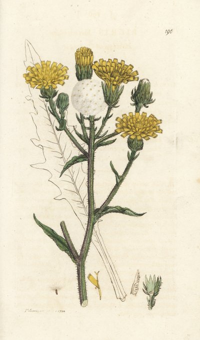 Língua de boi de gavião, Picris hieracioides. Gravura em cobre colorida à mão por James Sowerby de James Smith