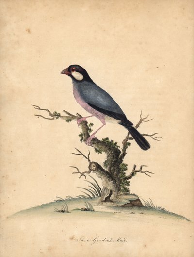 Pardal de Java, Lonchura oryzivora. Vulnerável. (Java grosbeak, Loxea oryxivora) Gravura em placa de cobre colorida à mão de uma ilustração de William Hayes de Retratos de pássaros raros e curiosos do Menagery of Osterly Park, Londres: Bulmer de William Hayes
