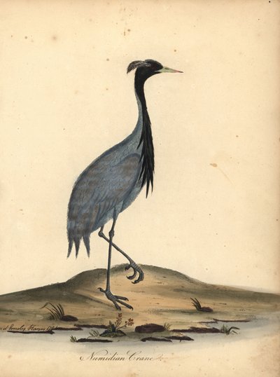 Mademoiselle crane, Anthropoides virgo (grua numidiana, Ardea virgo). Gravura em chapa de cobre colorida à mão de uma ilustração de Ann e Emily Hayes dos Retratos de Aves Raras e Curiosas de William Hayes, do Menagery of Osterly Park. de William Hayes